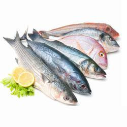 Fresh Fish